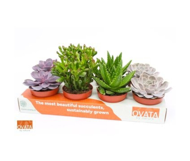 SUCCULENTE VARIEES