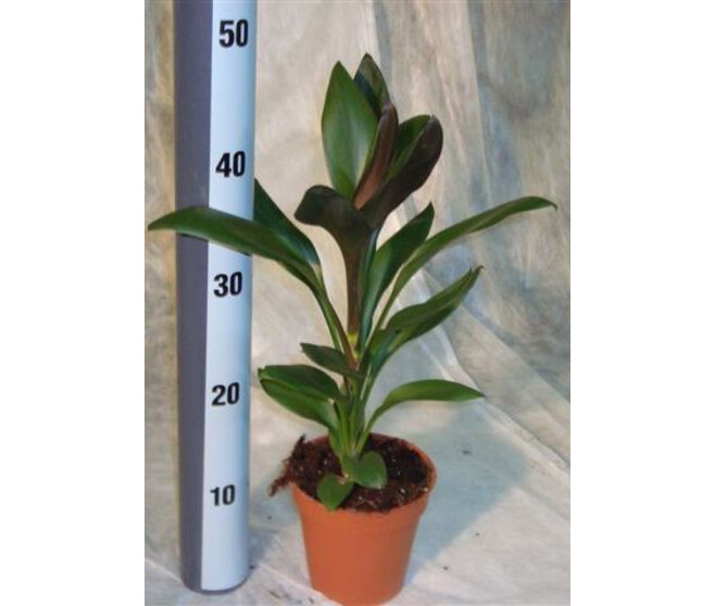 CORDYLINE GLAUCA