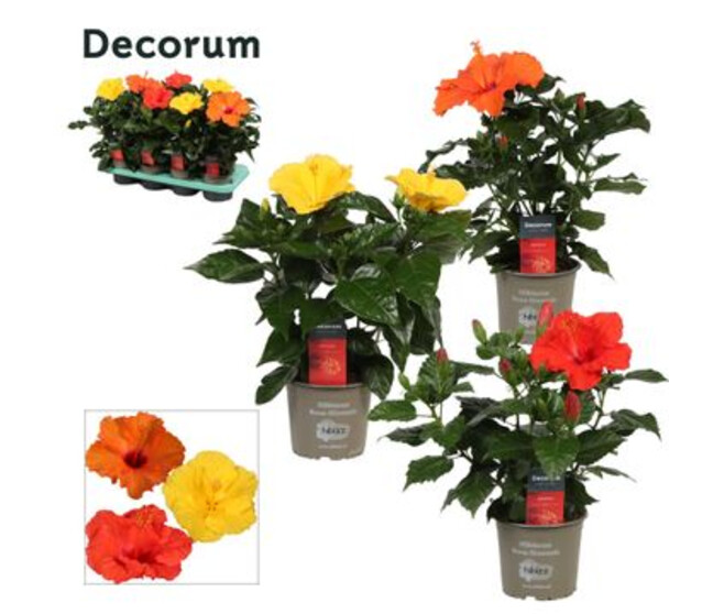 HIBISCUS VARIES
