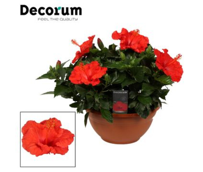 HIBISCUS ROUGE COUPE DECO