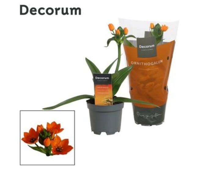 ORNITHOGALUM ORANGE