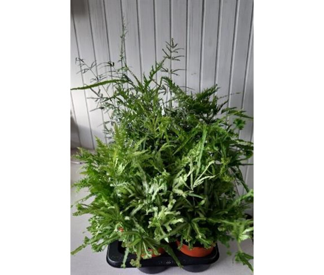 PTERIS VARIES