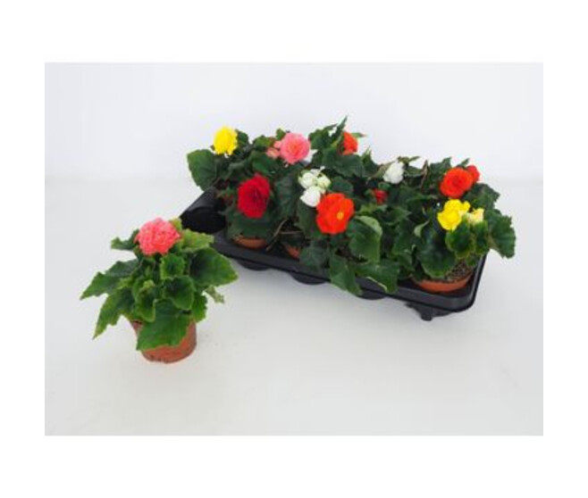 BEGONIA TUBEREUX