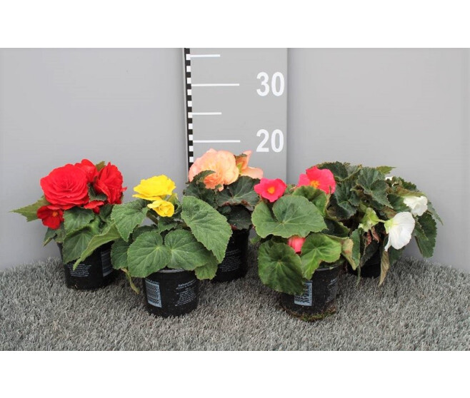 BEGONIA TUBEREUX