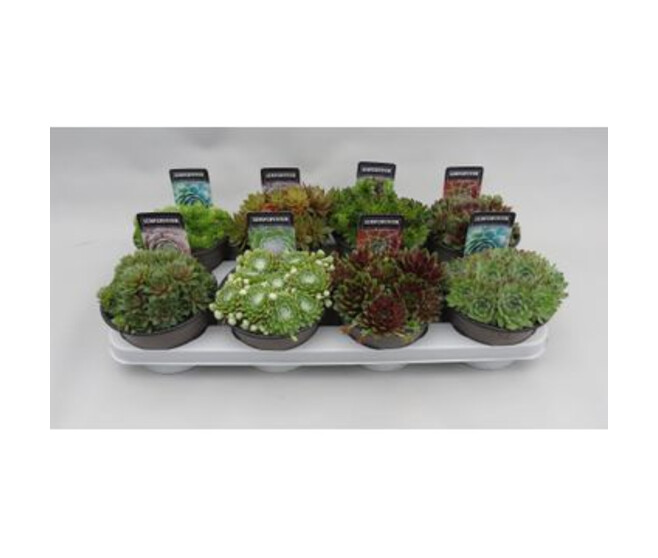 SEMPERVIVUM VARIES