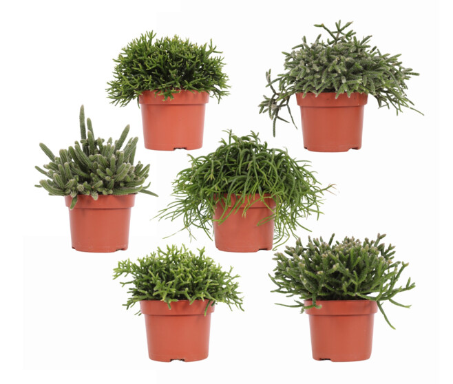 RHIPSALIS VARIES