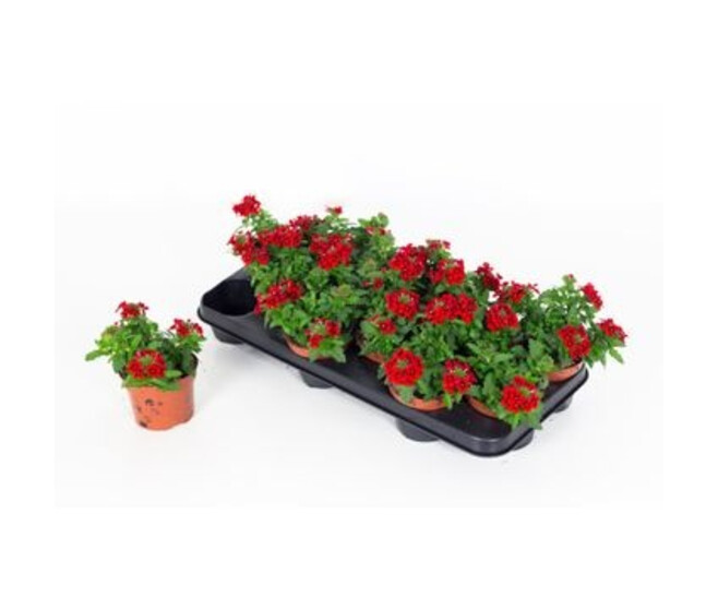 VERVEINE ROUGE