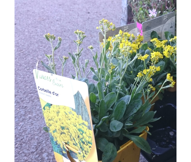 ALYSSUM SAXATILE