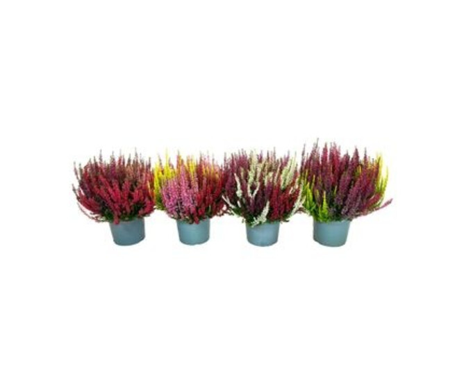 ERICA CALLUNA BEAUTY LADY 3COULEURS