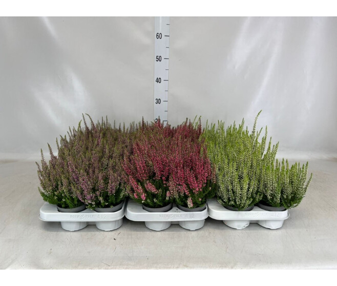 ERICA CALLUNA BEAUTY LADY