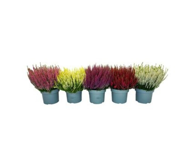 ERICA CALLUNA BEAUTY LADY