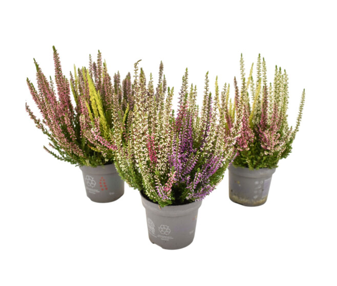 ERICA CALLUNA BEAUTY LADY 3COULEURS