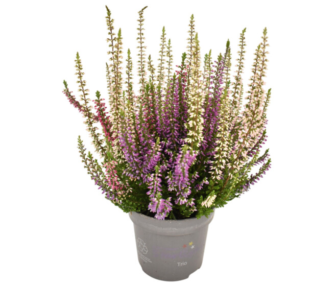 ERICA CALLUNA BEAUTY LADY 3COULEURS