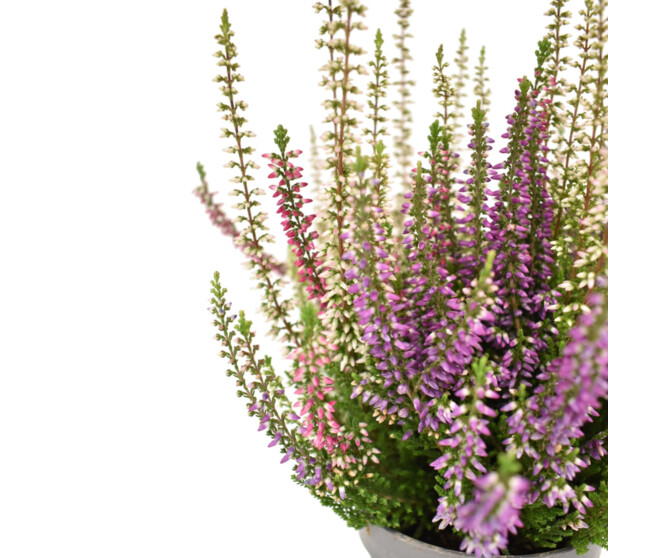 ERICA CALLUNA BEAUTY LADY 3COULEURS