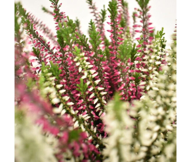 ERICA CALLUNA BEAUTY LADY 3COULEURS