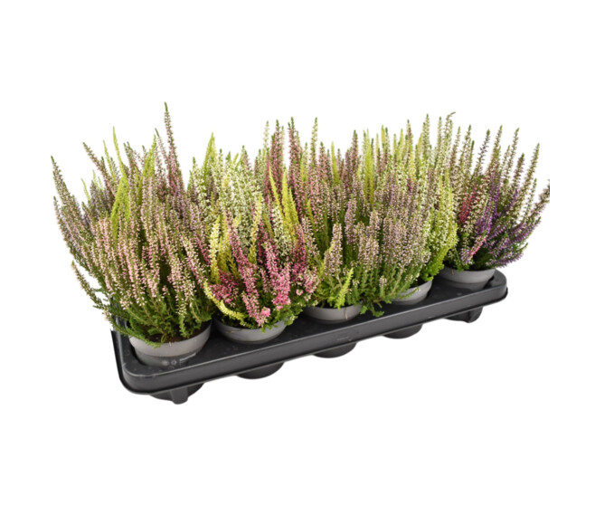 ERICA CALLUNA BEAUTY LADY 3COULEURS
