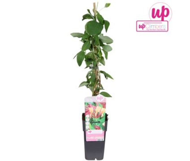 LONICERA