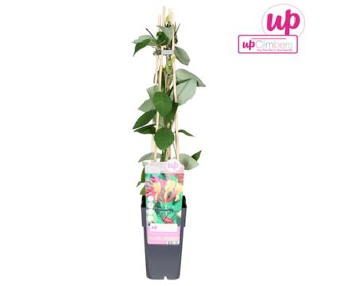 LONICERA