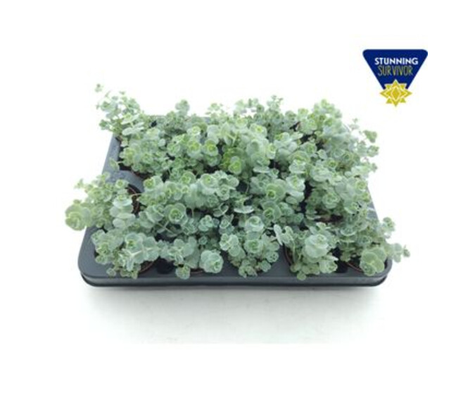 SEDUM