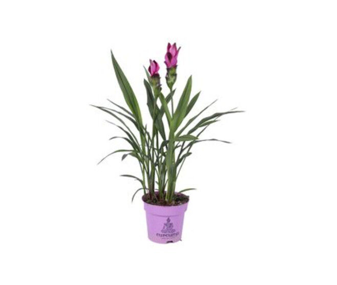 CURCUMA SIAM 2FL