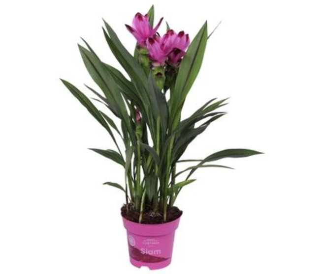CURCUMA SIAM 2FL