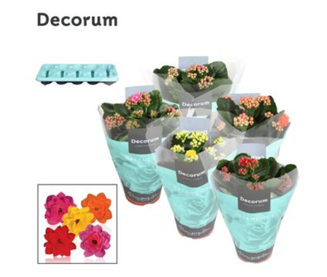 KALANCHOE FL DOUBLE DECORUM