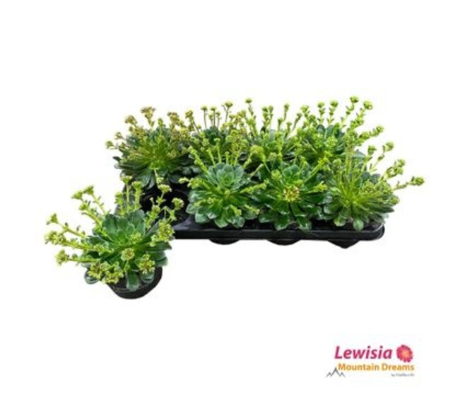 LEWISIA MOUNTAIN DREAMS