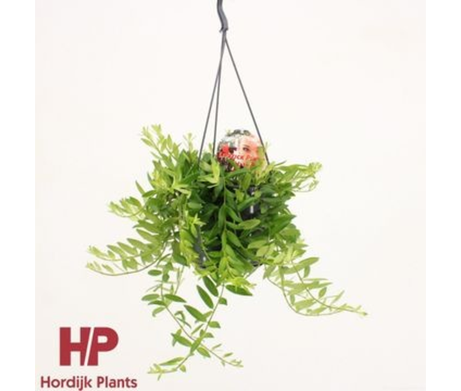AESCHYNANTHUS JAPHROLEPIS SUSP