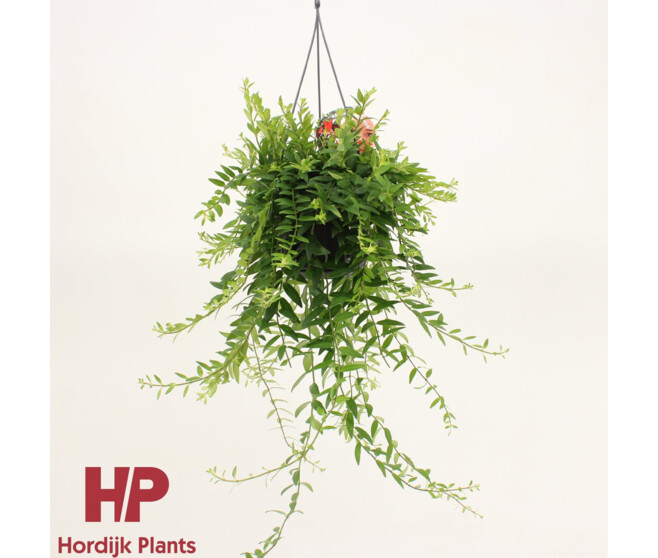 AESCHYNANTHUS JAPHROLEPIS SUSP