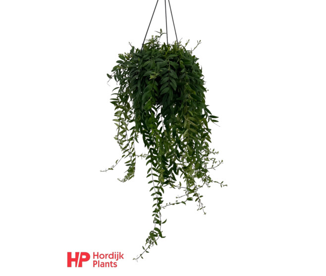 AESCHYNANTHUS JAPHROLEPIS SUSP