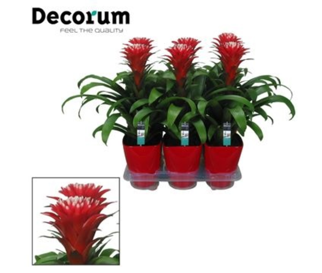 GUZMANIA HOPE ROUGE CERAM