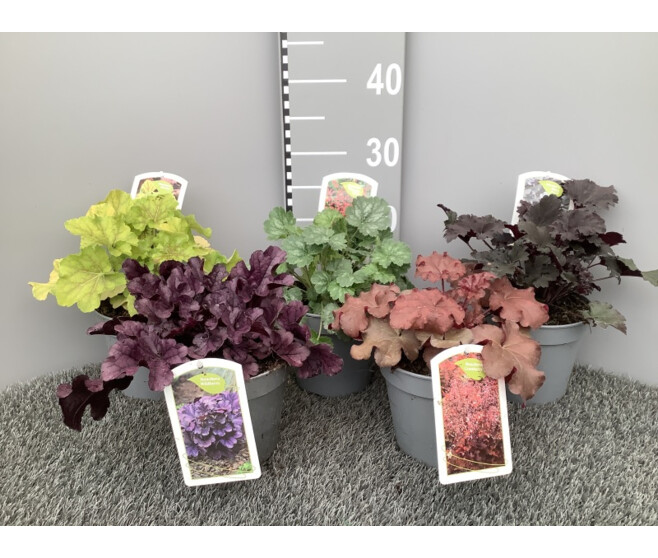 HEUCHERA VARIES