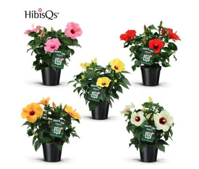 HIBISCUS VARIES