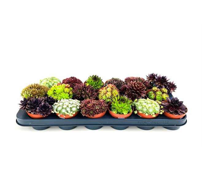 SEMPERVIVUM VARIES