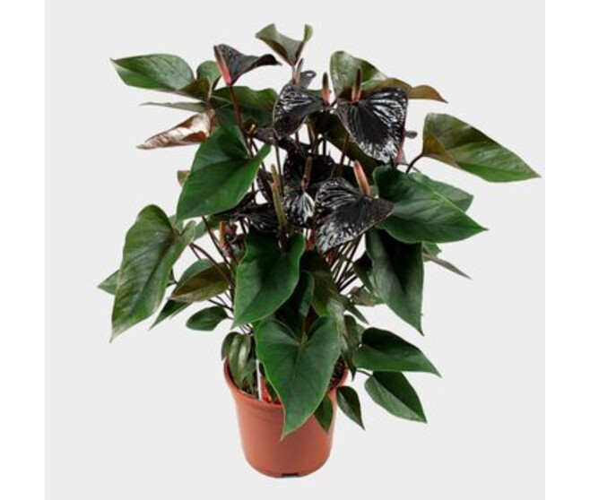 ANTHURIUM ANDREANUM BLACK BEAUTY