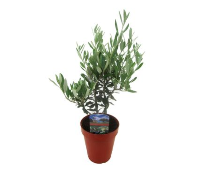 OLEA EUROPEA