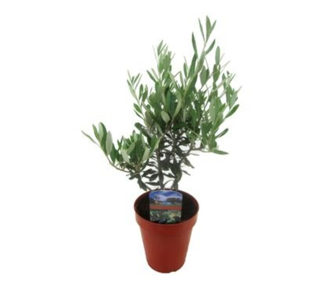 OLEA EUROPEA