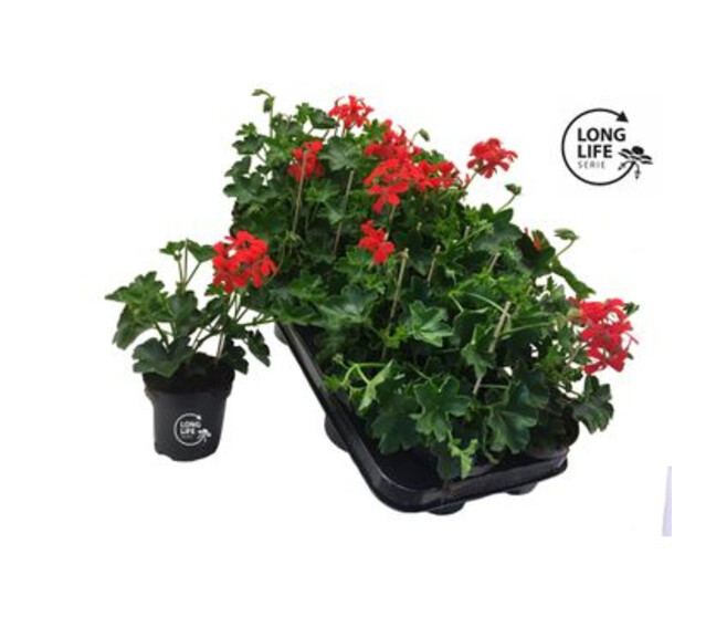 GERANIUM LIERRE SIMPLE ROUGE