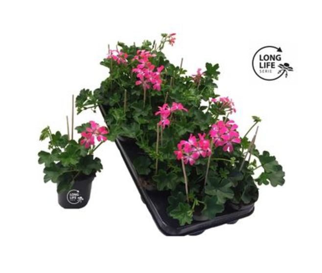 GERANIUM LIERRE SIMPLE ROSE