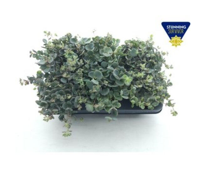 SEDUM SIEBOLDII