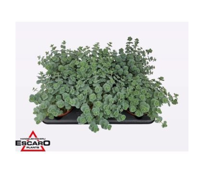 SEDUM SIEBOLDII