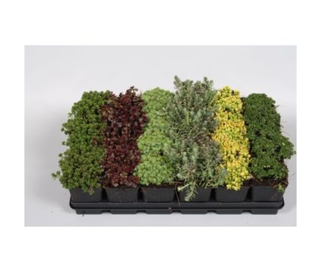 SEDUM VARIES