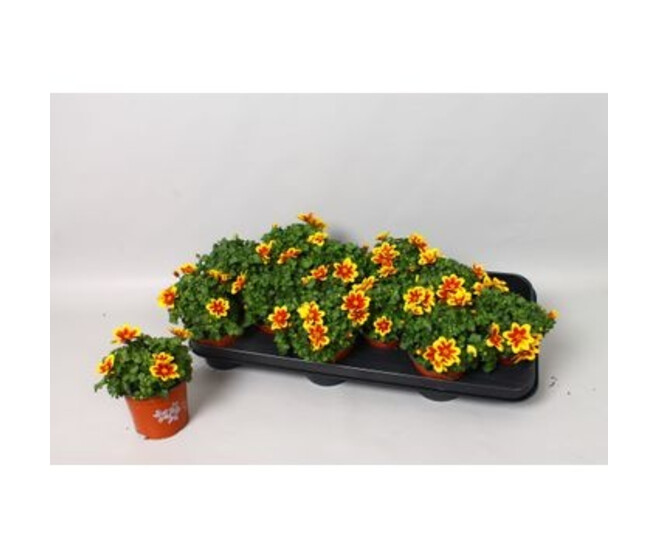BIDENS