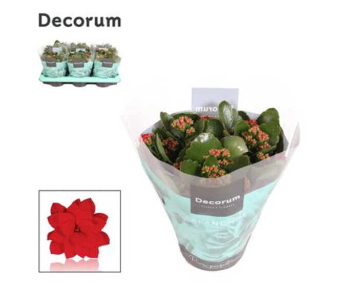 KALANCHOE FL DBLE ROUGE