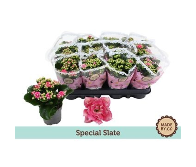KALANCHOE FL DBLE ROSE BLANC