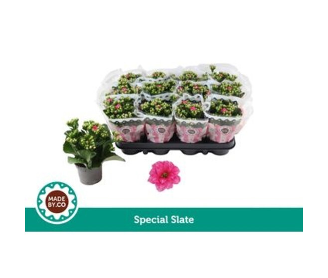 KALANCHOE FL DBLE ROSE BLANC