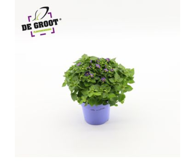 EXACUM BLUE STAR