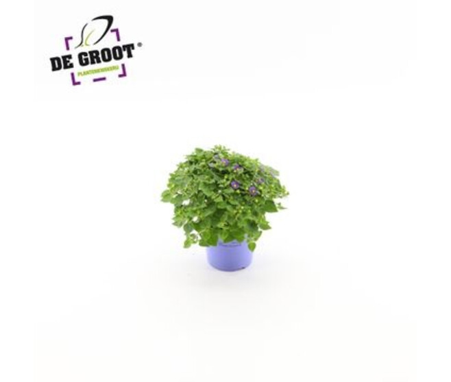 EXACUM BLUE STAR