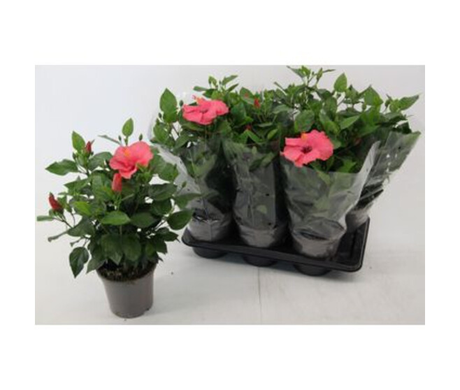 HIBISCUS ROSE