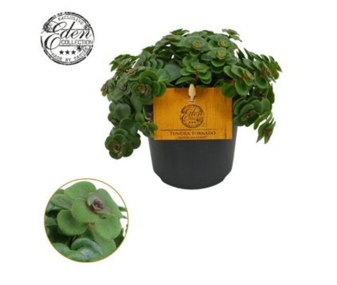 SEDUM MAKINOI TORNADO